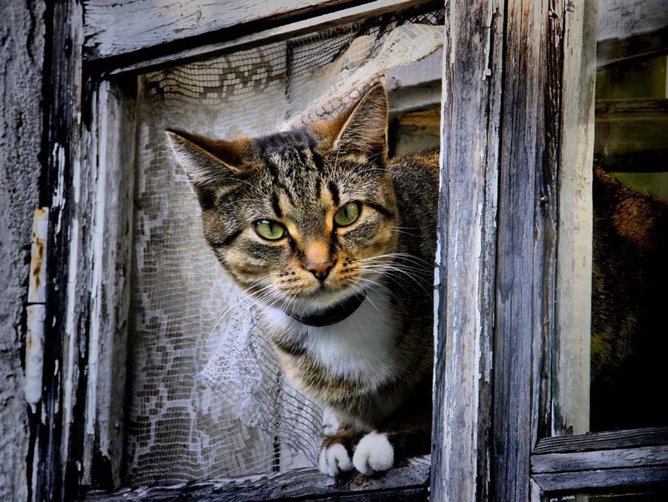 Посмотри в окно найди. Кошки на окошке. Кот на окне. Коты в окне. Котик у окна.